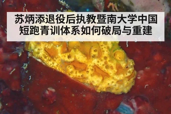 苏炳添退役后执教暨南大学中国短跑青训体系如何破局与重建